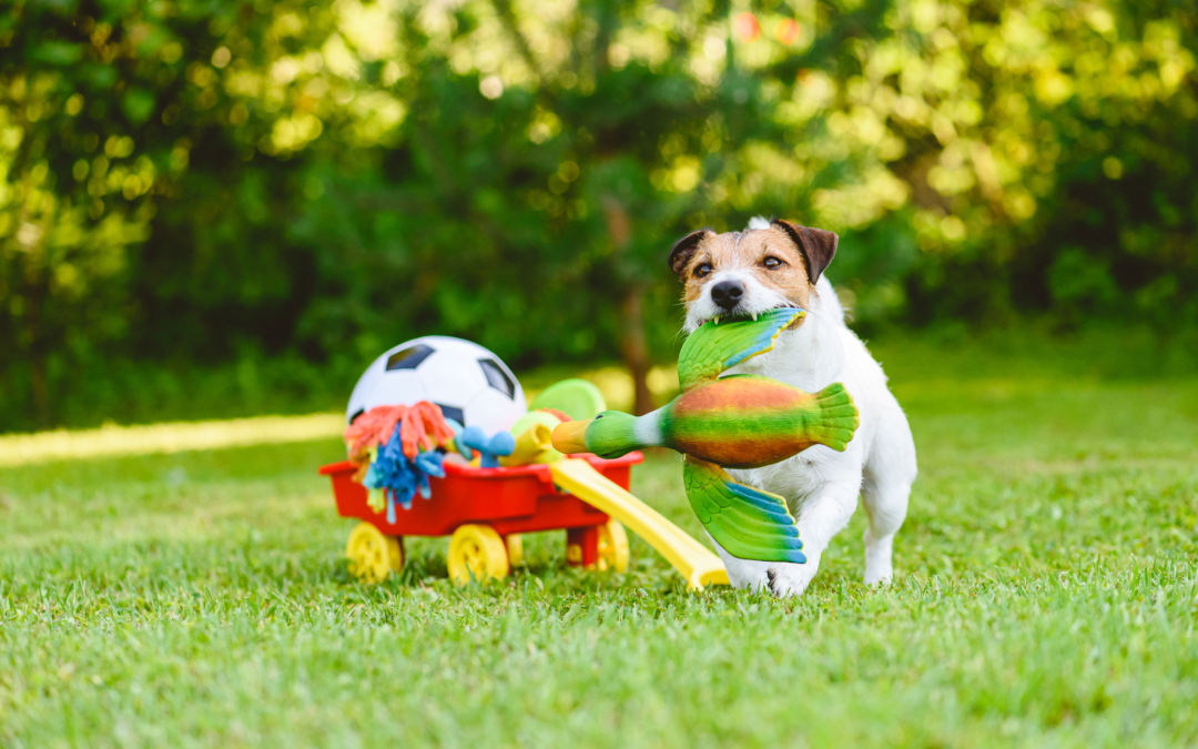 5 Benefits of Pet Toys